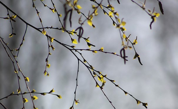 https://pixabay.com/nl/photos/natuur-planten-bomen-bijkantoren-5016245/