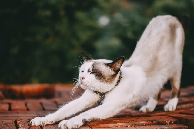 https://pixabay.com/nl/photos/schattig-dier-natuur-kat-portret-3281814/